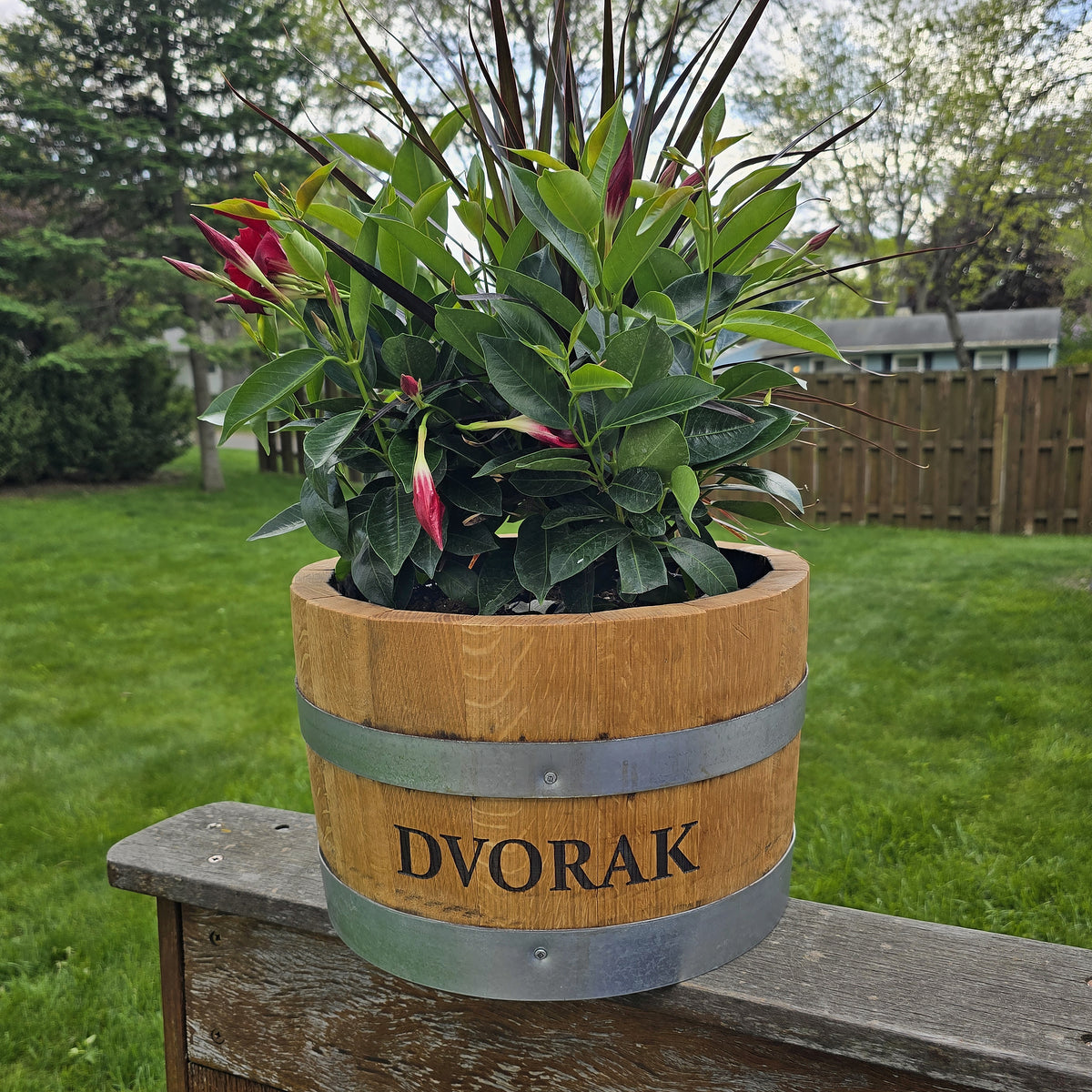 Personalized whiskey barrel planter engraved with the Dvorak name, filled with plants on an outdoor bench